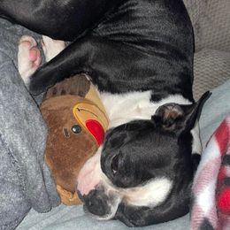 Boston Terriers from Dunns Bostons