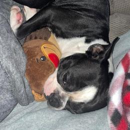 Boston Terriers from Dunns Bostons