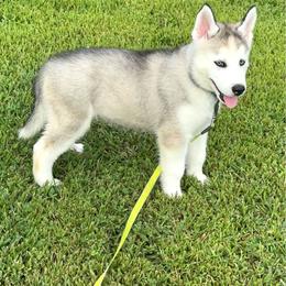 Adin - Gray and white male Siberian Husky puppy in Collins, Iowa from Homegrown Huskies