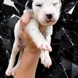Onyx - White and black male Dalmatian puppy in Bremen, Georgia from Clark’s Dalmatians