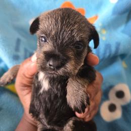 Girl 2 - Salt and pepper female Miniature Schnauzer puppy in Titusville, Florida from Alysha's Grandbabies
