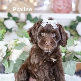 Praline - Chocolate female Australian Labradoodle puppy in Redding, California from Shasta Royal Monroe Puppies