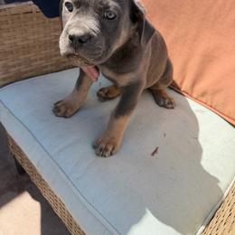 Girl 3 - Gray and fawn female Cane Corso puppy in Prescott Valley, Arizona from Willow’s Meadow