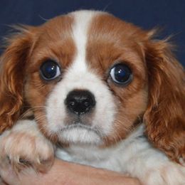 Holly - Blenheim female Cavalier King Charles Spaniel puppy in Townville, South Carolina from Mid Lake Cavaliers