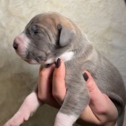 Mica - Blue brindle female Great Dane puppy in Lebanon, Virginia from North Cedar Danes