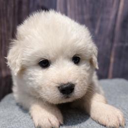 Green Girl - White female Great Pyrenees puppy in Elfrida, Arizona from Outlaw Acres Farm & Kennels