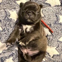 Lola (red) - Silver female Pug puppy in Hereford, Arizona from Broken Road Ranch Pugs