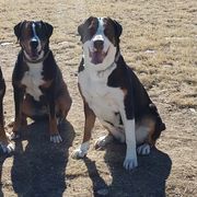 Greater Swiss Mountain Dogs from Prairie Winds Greater Swiss Mountain Dogs
