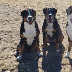 Greater Swiss Mountain Dogs from Prairie Winds Greater Swiss Mountain Dogs