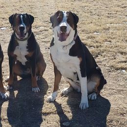 Greater Swiss Mountain Dogs from Prairie Winds Greater Swiss Mountain Dogs