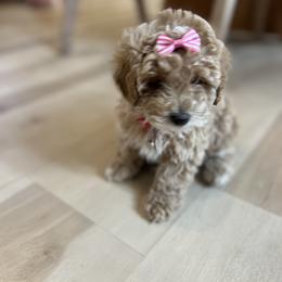 Cavapoo, Cockapoo, Goldendoodle, and Maltipoo Puppies from Perdue Puppies