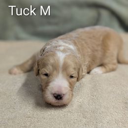 Tuck - White male Sheepadoodle puppy in Seaman, Ohio from Ohio Valley Sheepadoodles