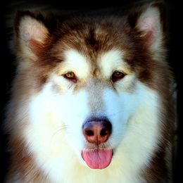 Alaskan Malamutes from Aurora Borealis Kennels
