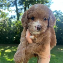 Pink Girl - Red  female Goldendoodle puppy in Richmond, Kentucky from The Doting Doodle