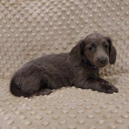 Puppy 4 - Blue and tan female Dachshund puppy in Krum, Texas from Dots N Spots Dachshunds