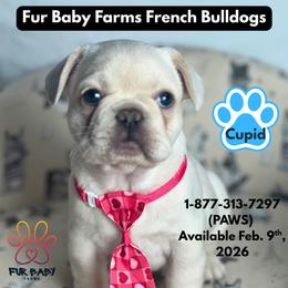 Cupid - Cream male French Bulldog puppy in Michigan from Fur Baby Farms