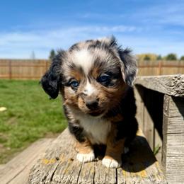 Vendetta - Blue merle male Toy Australian Shepherd puppy in Medical Lake, Washington from MAS Gone Rogue