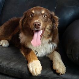RED BEAR - Miniature American Shepherd