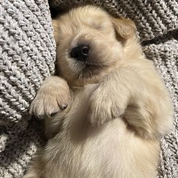 Golden Retriever Puppies from Clew Bay Golden Retrievers