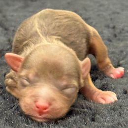Boy 2 - Chocolate, tan and white male Yorkshire Terrier puppy in Los Angeles, California from 818 Yorkies
