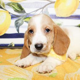 Sunny - Lemon and white male Basset Hound puppy in Antlers, Oklahoma from Rocking H