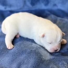 Hamlet - White male Pomsky puppy in Winchendon, Massachusetts from Mountain View Pomskies