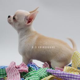 Boy 1 - Cream and white male Chihuahua puppy in Tulsa, Oklahoma from H-3 Chihuahuas