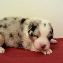 Australian Shepherd Puppies from Clay Ridge Australian Shepherds