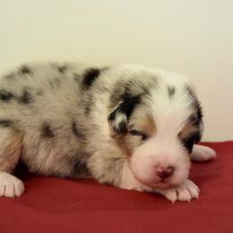 Australian Shepherd Puppies from Clay Ridge Australian Shepherds