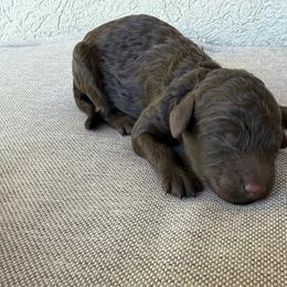 Remy - Brown male Poodle puppy in Tucson, Arizona from Desert Doodles + Poodles