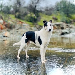 Rigel - Collie