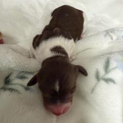 Pinto - Piebald male Dachshund puppy in Chillicothe, Ohio from Brittney's Dachshunds