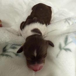 Pinto - Piebald male Dachshund puppy in Chillicothe, Ohio from Brittney's Dachshunds