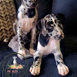 Catahoula Leopard Dog Puppies from Peach Tree Catahoulas