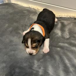 Beagle Puppies from Beagles at 4G Ranch