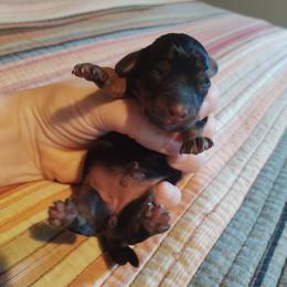 Jane - Black and tan female Dachshund puppy in Brave, Pennsylvania from Whiskers & Wagging Tails