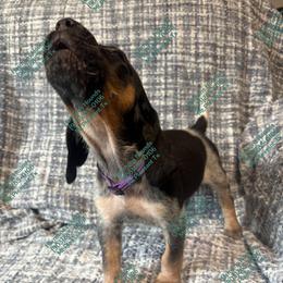 Pepper - Blue ticked and tan female Bluetick Coonhound puppy in Mount Pleasant, Texas from Harmons Hounds