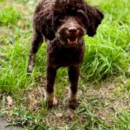 Wesson - Goldendoodle