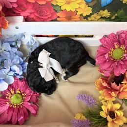 Tan - Black female Poodle puppy in Houma, Louisiana from Smart Azz Poodles