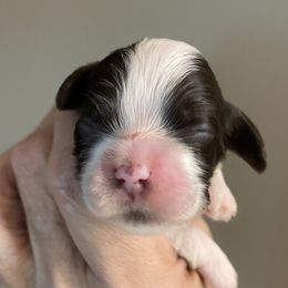 Joy - Brown and white female Cocker Spaniel puppy in Sautee Nacoochee, Georgia from Candy's Cockers