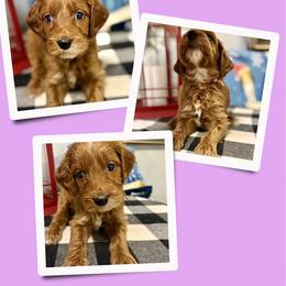 Honey - Red female Irish Doodle puppy in Bluefield, Virginia from Love on a Leash