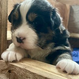 Girl 1 - Black tri-color Australian Shepherd puppy in Martha’s Vineyard, Massachusetts from Cranberry Hill Aussies
