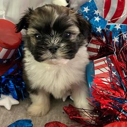Yoshi - Tricolor male Shih Tzu puppy in Denton, Maryland from Little Lions the Shih Tzu Kingdom