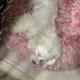 Muneca