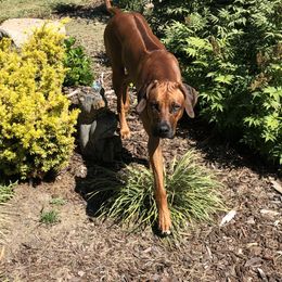 River - Rhodesian Ridgeback