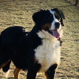 Laney - Bernese Mountain Dog