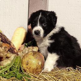 Border Collie Puppies from Gulan Farm Border Collies