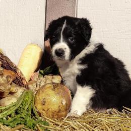 Border Collie Puppies from Gulan Farm Border Collies
