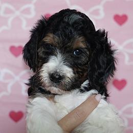 Jingle (Red Band) - Tri-color male Labradoodle puppy in Plainfield, New Jersey from Caris Paws Poodles and Labradoodles
