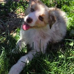 Cadbury - Red merle male Australian Shepherd puppy in Albany, Oregon from Red Cloud Australian Shepherds and DeGray Great Danes & Bulldogs